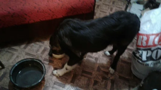 ExquisiteMature Luna Wolf Soul Hình 7