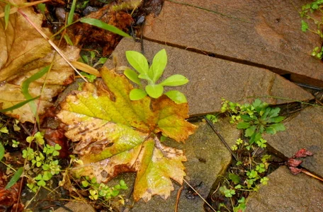 LovelyHelena Autumn in my garden Pic 7