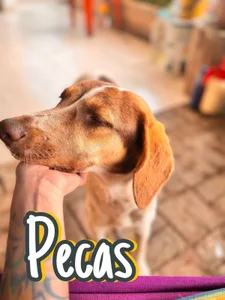 Redlu_1 Family Dogs fundation ♥ Hình 7