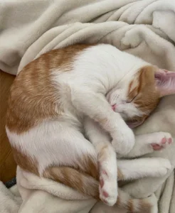 astra_opal meow♥ зображення