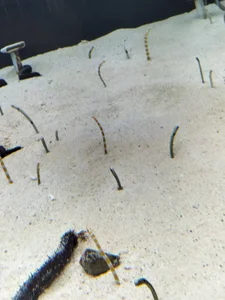 Angels1-2-3-4-5 Public Pic