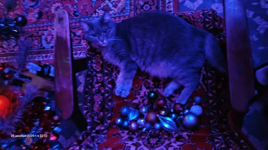 swett_girll my cat 🥰🐈 Hình 6