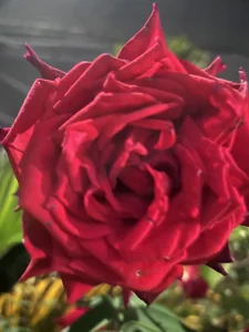 ronald_thompson20 Un poco más de mi. A little more of me Pic