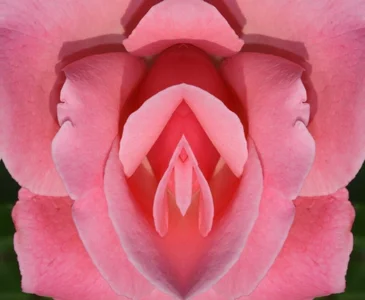 Flowers de EmilyReal  3 photos