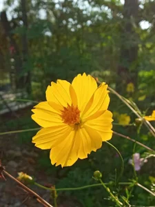 Erelisstrip Public Foto