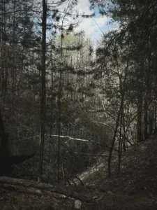 barbara_crazy A walk in the woods with Barbara😍  5টি ছবি