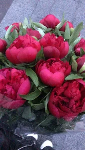 foxy_tease_ A little bit of my vibe Bilde 3