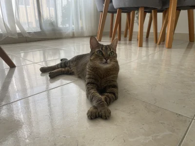 Ilovepancackes HOLA Immagine  2