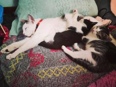 diamondfer MY PETS Pic 5