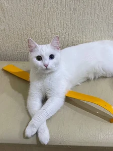 NovaEva_ My cutties cat Asya :3 Foto 4