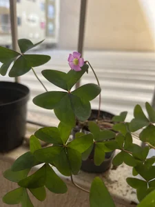 pregnant_sofii18I love you nature Bild 2