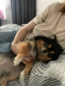 LakendraNoren little cutie Immagine 