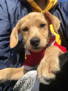 charlotbelucci_ My baby 🐶 Foto 8