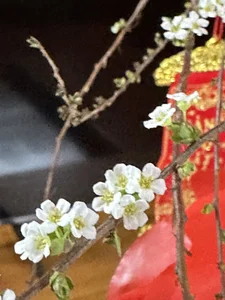 Cubuzinu Public Pic 2