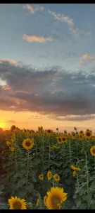 AvrillThomas You like sunflowers 🌻 Foto
