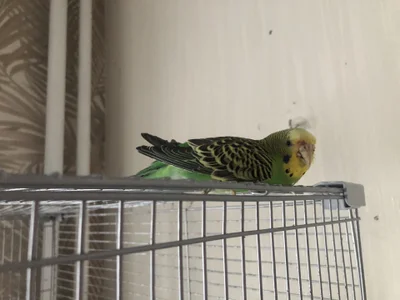 Melina_Hot09 My pets صورة واحدة|Melina_Hot09 My pets صورتان|Melina_Hot09 My pets  2 صور|Melina_Hot09 My pets  2 صورة
