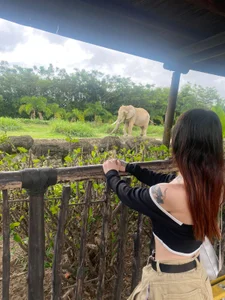 Tifanny_Sweett My favorite animals Bilde