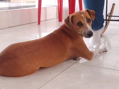 Maria_rosita my cute pet🐶🐶 圖片 2