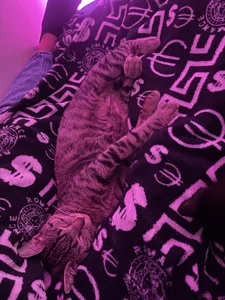 tom_Howard 🐱 사진 6