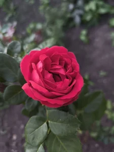 Milena_Milyan kullanıcısının Nature’s Beauty 🌺 albümü -  9 fotoğraf