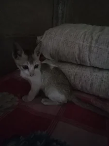 নিউ আমি