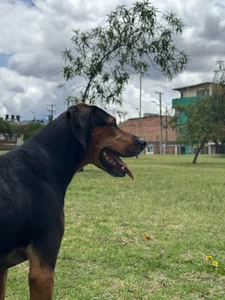 bonnie_moon_ mis enanos 🐶🐾 max, lulu y oddi 💕 Kuva 7