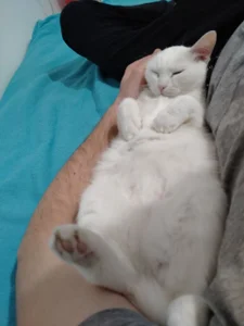 KaelNox Me and cat  3টি ছবি