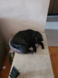 My cats de maelstryx2  3 Imagens