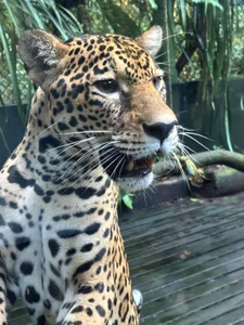 Wkatte Amazon, COL 🇨🇴 Immagine  2