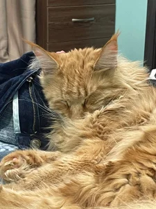 My sexy cat od Lilian_Stars  5 snímek