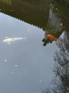 Zdjęcia Tommy_Lidds China park 🌴🍃:  3