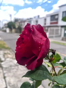 Velvet_Dreamss 🌸🌸🌸🌸🌸 Pic 6