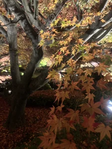 Nemo_01 Public صورة واحدة|Nemo_01 Public صورتان|Nemo_01 Public  4 صور|Nemo_01 Public  4 صورة