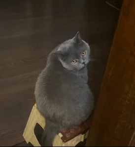 Lii_RoseMy cat Yoda!图片