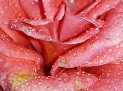 EmilyReal Flowers Poză 4