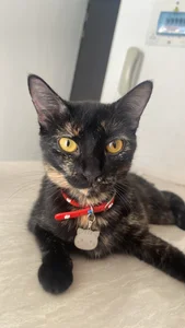 Muscle_King_Cum My Cats Pic 8