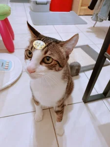 a0513 麻糬乾爸專區 Pic 6