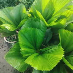 chichlasuongのPublicの 2枚の写真