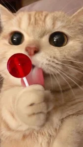 Cartier_G Public 사진 6