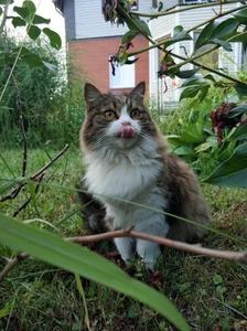 Wendy-Darling My sweetest pets Pic 3