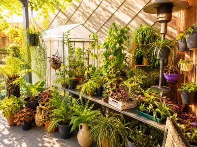 DanteRun Mijn Kamerplanten Billede 8