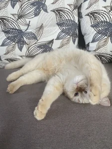 paradisaic_delight My big little love зображення 9