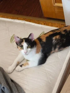 Chrissy_Joyful Meet my cats 사진 6