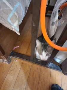 07YUKIO 猫レオ Pic 4