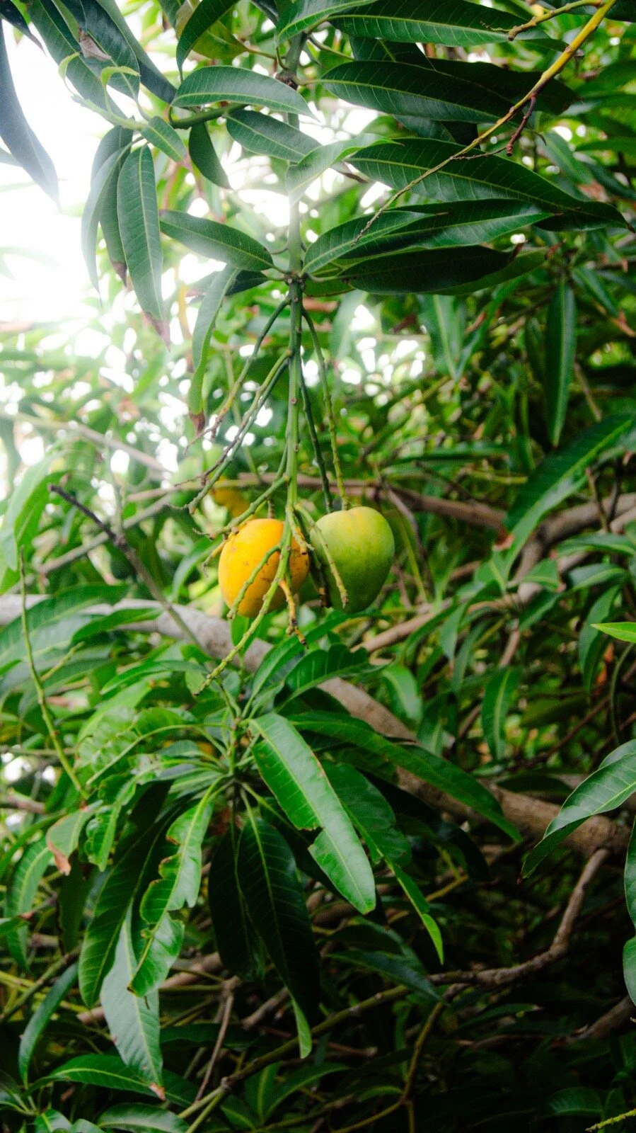 Andymanfit Trendy obrázky 3708