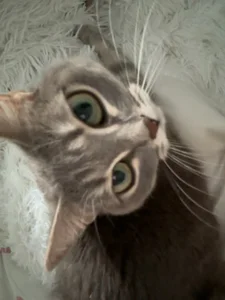 SashaMeow My kitty’s ❤️ Foto