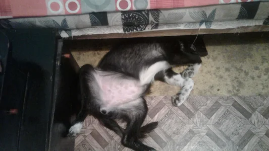 ExquisiteMature Luna Wolf Soul Hình 9