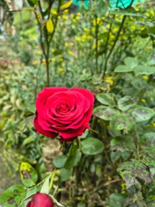 Venussyxxx Vacaciones 💕 Pic