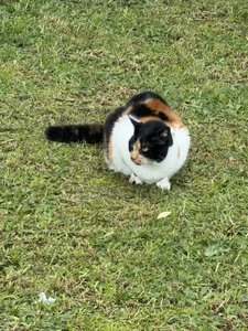 AntonelaDaly kullanıcısının Day by day🥰🐾 albümü -  fotoğraf