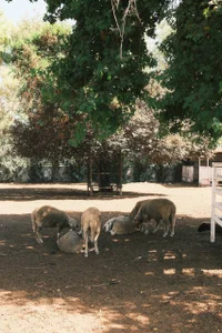 elisa_moon vacation зображення 3